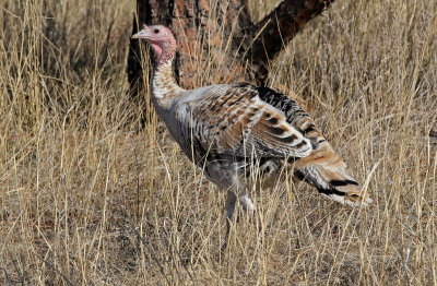 Wild Turkey 2018-11-14