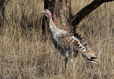 Wild Turkey 2018-11-14