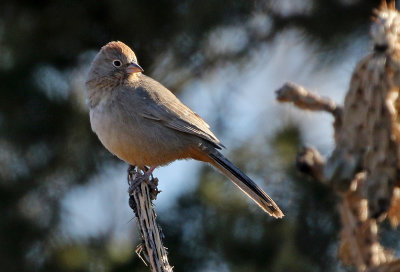 Canyon Towhee 2018-12-16