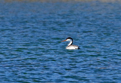 Clark's Grebe 2018-12-16