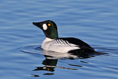 Common Goldeneye 2018-12-23