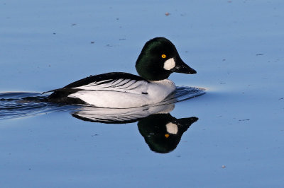Common Goldeneye 2018-12-23