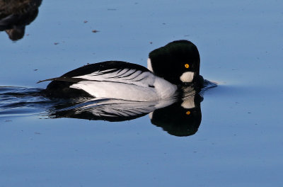 Common Goldeneye 2018-12-23