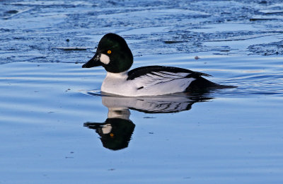 Common Goldeneye 2018-12-23