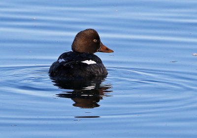 Common Goldeneye 2018-12-23