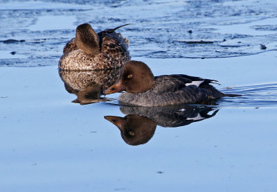 Common Goldeneye 2018-12-23