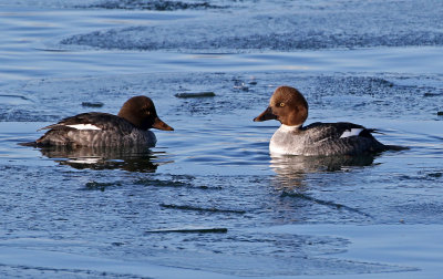 Common Goldeneye 2018-12-23