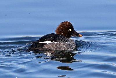 Common Goldeneye 2018-12-23