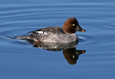 Common Goldeneye 2018-12-23