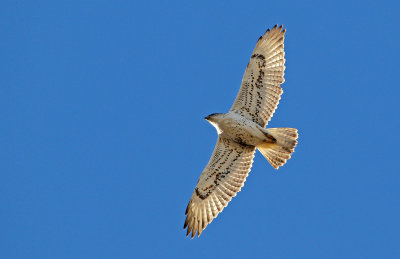 Ferruginous Hawk 2018-12-16