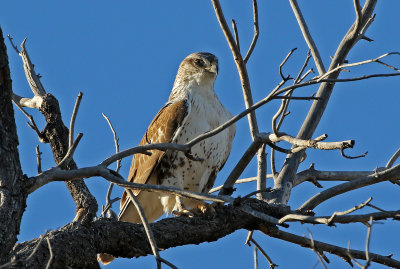 Ferruginous Hawk 2018-12-16