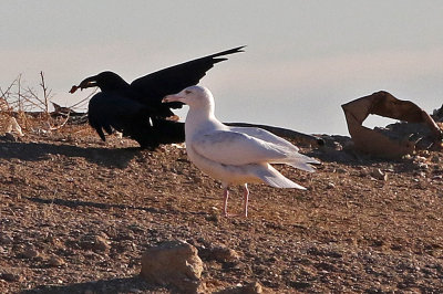 Glaucous Gull 2018-12-18