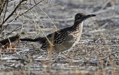 Greater Roadrunner 2018-12-16