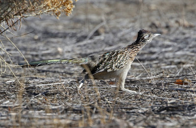 Greater Roadrunner 2018-12-16