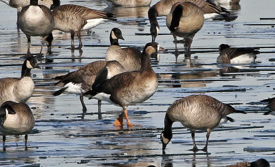Greater White-fronted Goose x Cackling Goose Hybrid 2018-12-23