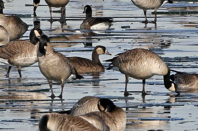 Greater White-fronted Goose x Cackling Goose Hybrid 2018-12-23