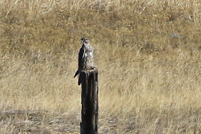 Gyrfalcon 2018-12-18