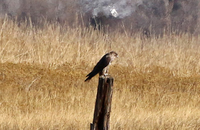 Gyrfalcon 2018-12-18