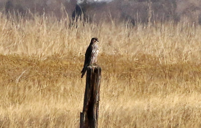 Gyrfalcon 2018-12-18