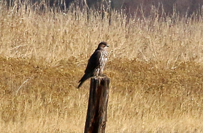 Gyrfalcon 2018-12-18