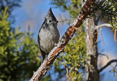Juniper Titmouse 2018-12-16