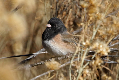 Dark-eyed Junco 2018-12-16