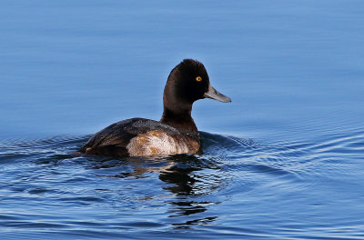 Lesser Scaup 2018-12-23