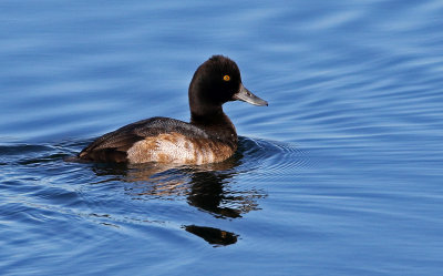 Lesser Scaup 2018-12-23