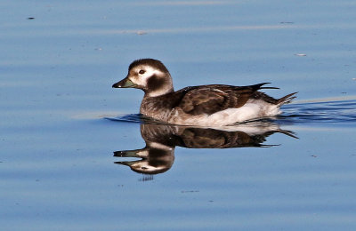 Long-tailed Duck 2018-12-23