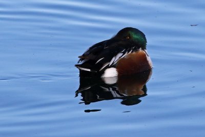 Northern Shoveler 2018-12-23