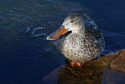 Northern Shoveler 2018-12-23