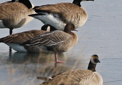 Pink-footed Goose 2018-12-11