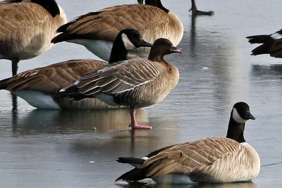 Pink-footed Goose 2018-12-11
