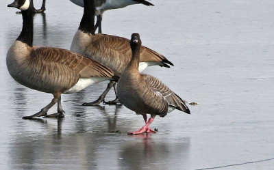 Pink-footed Goose 2018-12-11