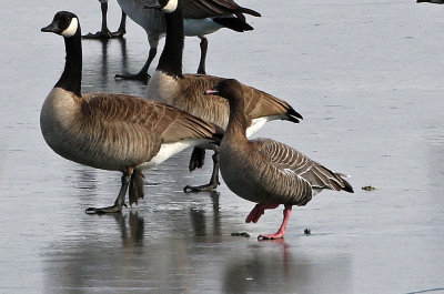 Pink-footed Goose 2018-12-11