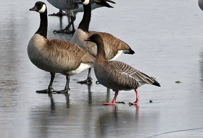 Pink-footed Goose 2018-12-11