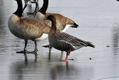 Pink-footed Goose 2018-12-11