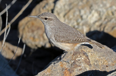 Rock Wren 2018-12-16
