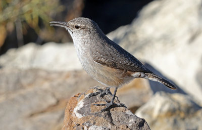 Rock Wren 2018-12-16