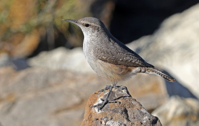 Rock Wren 2018-12-16