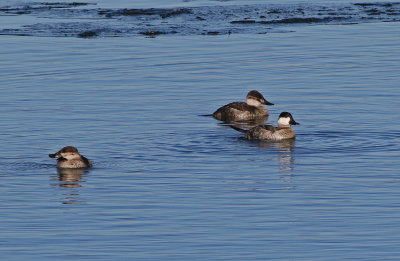 Ruddy Duck 2018-12-23