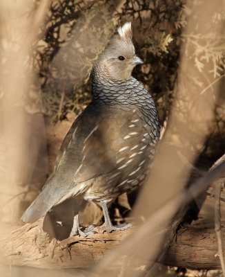 Scaled Quail 2018-12-16