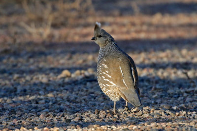 Scaled Quail 2018-12-16