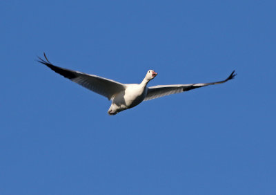 Snow Goose 2018-12-23