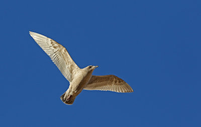 Thayer's Gull 2018-12-18