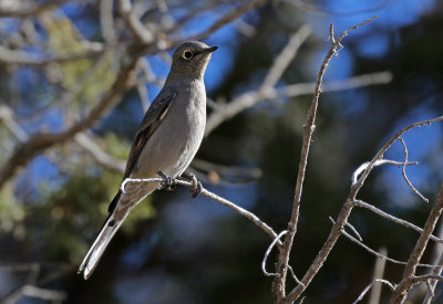 Townsend's Solitaire 2018-12-16