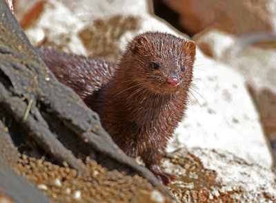 American Mink 2018-10-16