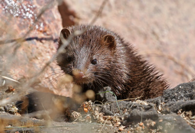 American Mink 2018-10-16