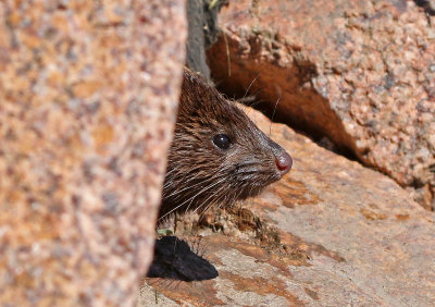 American Mink 2018-10-16