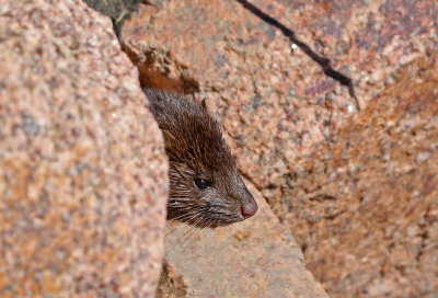 American Mink 2018-10-16